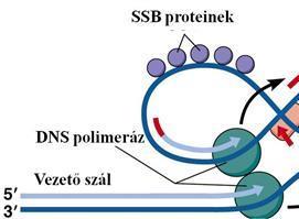 A DNS szerkezete és replikációja 3.9. A replikáció pontossága. Proof-reading repair. A szintézis során 10 4 10 6 nukleotidonként történik egy hibás beépülés. Ez igen magas mutációs rátát eredményezne.