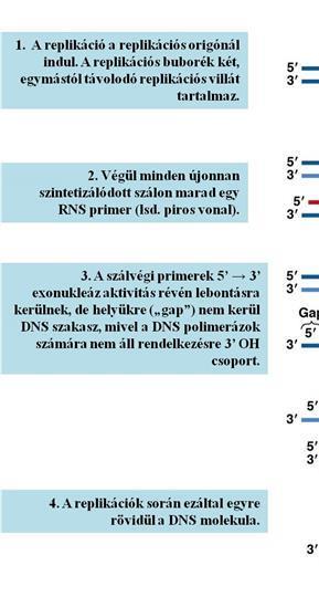 A DNS szerkezete és replikációja Nem ismert, hogy kizárólag a primerek eltávolítása miatt történik-e így, de tény, hogy a legtöbb eukarióta sejtféleségben minden DNS-replikáció során 50 100 bp