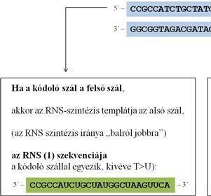 A génkifejeződés molekuláris alapjai eredményez (7.2. ábra). A két kódoló szakasz átfedése sokszor csak részleges. Az RNS-szálat akárcsak a DNS-t balról jobbra 5 3 irányban írjuk fel.