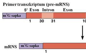 A génkifejeződés molekuláris alapjai Az intronok láthatóvá tehetők elektronmikroszkóppal, ha az érett mrns-t a megfelelő genomiális DNSszakasszal hibridizáltatják (párosítják).