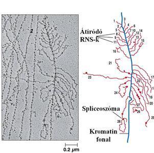 A génkifejeződés molekuláris alapjai A splicing mechanizmusa.