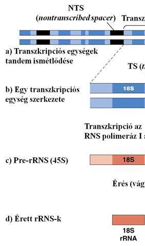 Számítógépes szoftverrendszer PPT. Szoftver