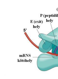 A génkifejeződés molekuláris alapjai A transzláció kezdőhelyét jelző START kodon leggyakrabban az AUG (vannak kivételek, főleg prokariótákban).