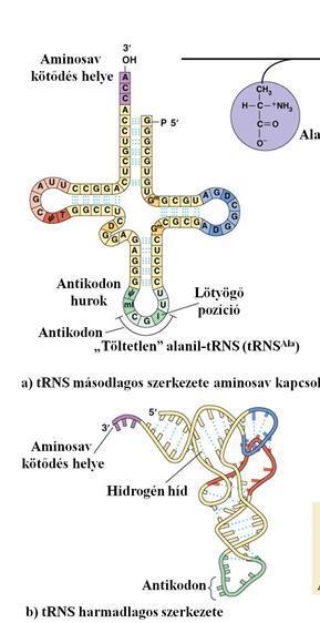 A génkifejeződés molekuláris alapjai Az aminosav a trns 3 CCA sorrendjéhez kapcsolódik kovalensen aminoacil-trns szintetáz enzimek által.