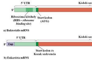 A génkifejeződés molekuláris alapjai 7.2. mrns-ek a transzlációban Az mrns-ek szolgáltatják a génekből származó, a fehérjék aminosavsorrendjére vonatkozó kódsort.