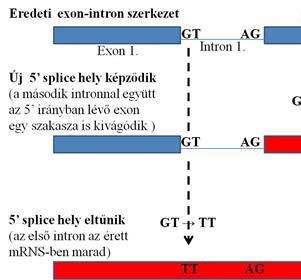 Mutációk A DNS azon részében, amely közvetlenül nem vesz részt a fehérjék kódolásában, számos olyan régió található, amely elengedhetetlen a normális génműködéshez.