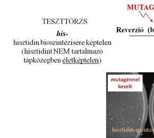 Mutációk Az egyik legegyszerűbben kivitelezhető teszt a bakteriális reverz mutagenitási teszt. Kidolgozója, Bruce Ames után Ames-tesztnek is hívják.