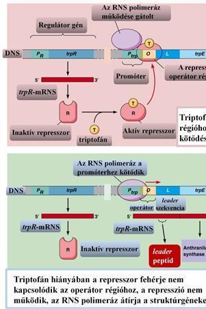 A génkifejeződés szabályozása prokariótákban Az operon genetikai analízise során felfigyeltek arra, hogy a represszor mutánsok továbbra is képesek szabályozni az enzimek képződését a triptofán szint
