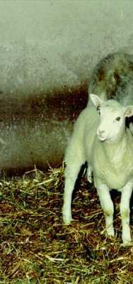 10. fejezet - A génkifejeződés szabályozása eukariótákban 1996-ban az első klónozott emlős, Dolly birka híre végigfutott a világon.