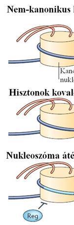 A génkifejeződés szabályozása eukariótákban Hisztonvariánsok A nukleoszómák magját kialakító hisztonfehérjékből álló oktamer kanonikus tagjai: 2-2 darab H2A, H2B, H3, H4.
