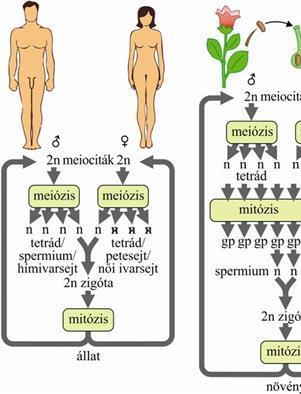 Egygénes öröklődés A diploid meiocitákból két egymást követő osztódással keletkezik négy haploid utódsejt (tetrád).