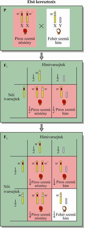 Egygénes öröklődés A ZZ-ZW ivari kromoszómális rendszerben hasonlóképpen öröklődnek a Z kromoszómán lévő gének.