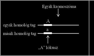 Gének független öröklődése. Mendel második törvénye.