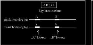 írjuk, a gének másik allélját pedig a perjel másik oldalára, például: A B / a b vagy A b / a B Vegyük észre, hogy bár mindkét fenti genotípus A és B gén tekintetében heterozigóta, a két jelölés mégis