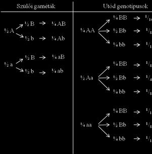 A lehetséges fenotípusok száma pedig mivel egy gén esetén kétféle lehet, 2 2 dihibrid, 2 3 trihibrid stb. keresztezésekben.
