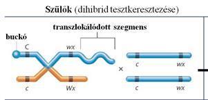 Kapcsoltság. Homológ rekombináció. Kapcsoltsági térképek 2.