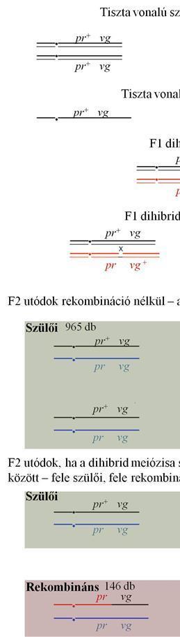 Kapcsoltság.