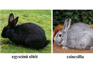 A mendeli genetika kiterjesztése 5.2.