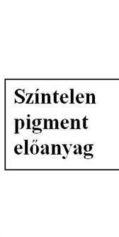 A mendeli genetika kiterjesztése 5.4. Recesszív episztázis Az episztázis jelentése: felette álló. A genetikában gének egymás feletti hatására használt kifejezés.