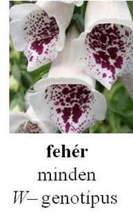 A mendeli genetika kiterjesztése Az egyik gén a D gén, melynek domináns allélja sötét lila, recesszív allélja homozigóta formában (dd) világos lila virágszínt eredményez.