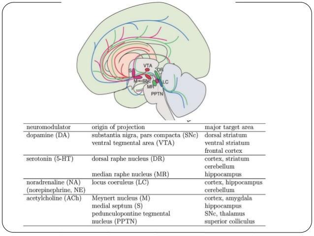 Kutatások a 60-as években Neuromodulátor rendszerek -