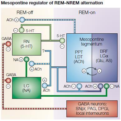 A REM alvás neurofiziológiája a