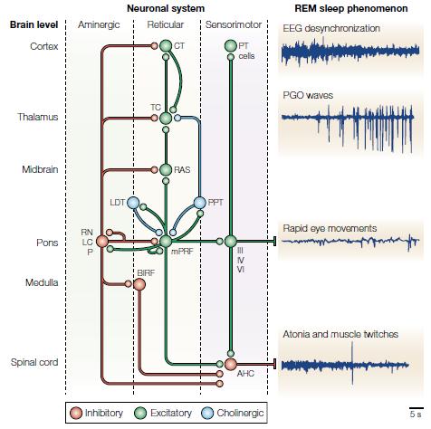 A REM alvás neurofiziológiája a 2000-es években Pace-Schott & Hobson