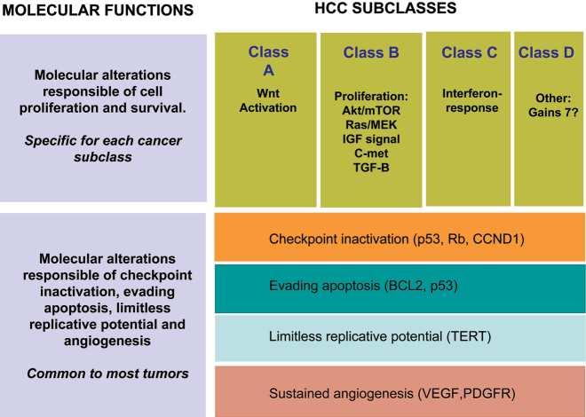 Llovet J.M., Bruix J. Hepatology 2008.