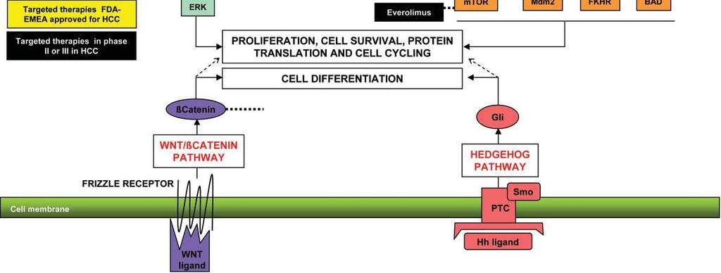 endothelial growth factor (VEGF) Platelet-derived growth factor (PDGF) Placental growth factor Transforming