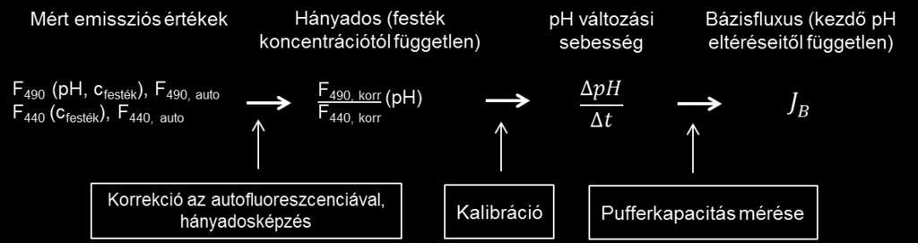 re tízszer több proton mozgásával jár, mint a ph változása 8-ról 7,9-re.
