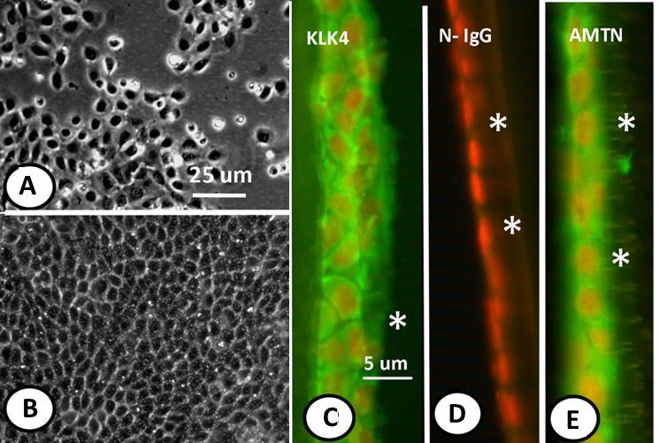 5.3. A HAT-7 sejtek jellemzése és bikarbonát transzportjának vizsgálata Célunk volt egy olyan in vitro modell létrehozása, amely alkalmas az ameloblasztok - HCO 3 transzportjának vizsgálatára.