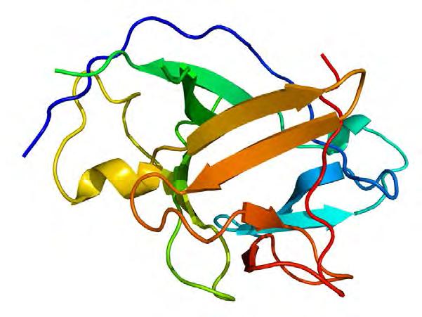 IL-1β Az NLRP3 inflammoszóma rokon gének mutációit azonosították a kriopirinnel kapcsolatos periodikus szindrómákban (CAPS), a familiáris mediterrán lázban (FMF) és a pyogén arthritisben, a pyoderma
