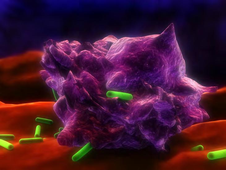 Súlyos szövődmények Ritka klinikai tünetek Fulmináns hepatitis Myocarditis és miokardiális nekrózis Tüdőérintettség Mellhártyagyulladás, ideiglenes infiltráció, ARDS és tüdőbetegség Tiszta