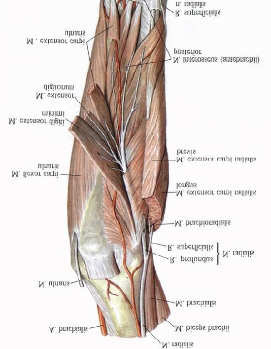 canalis supinatorius R. profundus n.