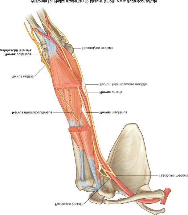Eredet: fasciculus lateralis (C 5, 6, 7) Lefutás: fossa axillaris, átfurja a m. coracobrachialist, majd a m. biceps brachii és m.