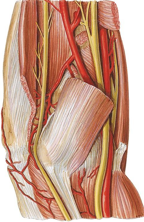 Eredet: fasciculus medialis (C8, T1) Lefutás s : fossa axillaris sulcus bicipitalis medialis (a. et vv. brachiales és n. medianus-al közösen ) epicondylus medialis mögött, az a.