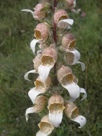 Digitalis lanata Digitoxóz Digitoxigenin