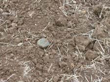 terepi minta (Pétrequin) petrográfiai