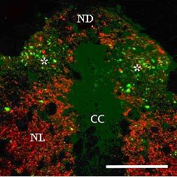 Mérték: A és B 50 µm; betét: 10 µm 26. ábra. Kettıs immunjelölés a FT keresztmetszeti képén.