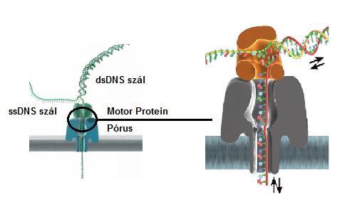 Nanopore