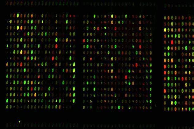 Bioinformatikai területek Strukturális