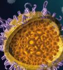 Kórokozók Vírusátvitel: HIV 1,2