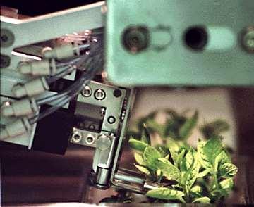 A mikroszaporítás gazdaságossági vonatkozásai ForBio Vitron 501 mikroszaporító robot Elektromos-pneumatikus és mechanikus konstrukció Gyökeres, egy hajtással rendelkező