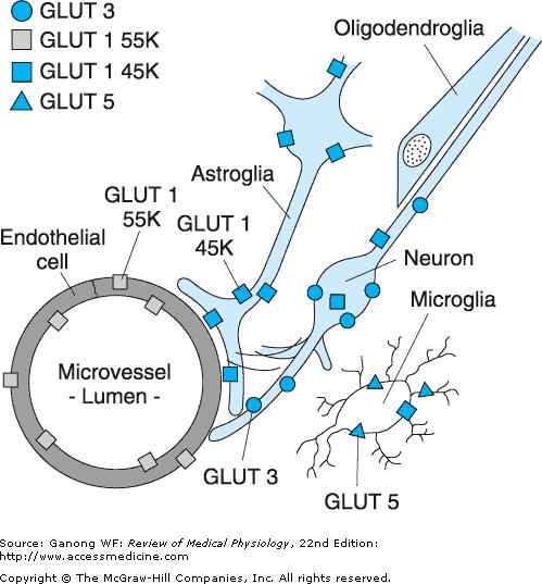 Agyi glükóz transzport minden sejttipus expresszál GLUT facilitatív transzportereket GLUT 1 felelős a vér-agy gáton keresztüli glükóz transzportért Alternatív