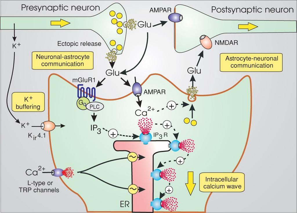 laktátszint viszont emelkedik Sejtszintű energiametabolizmus A neurovaszkuláris egység Az agyi metabolikus homeosztázisért