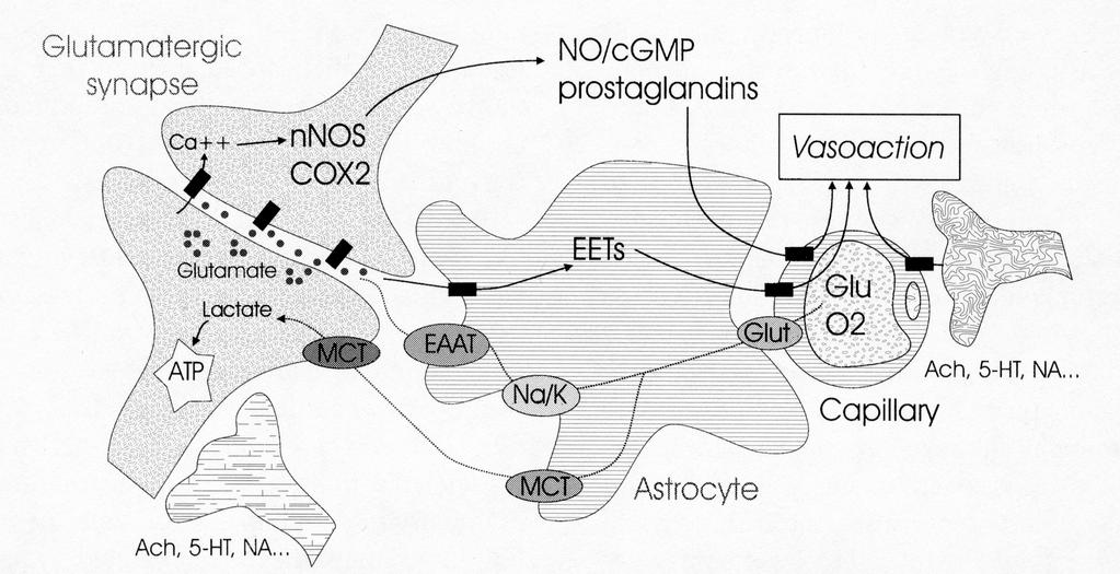 Neurology 2007;68:1730-1732 Az asztrociták szerepe a glutamáterg