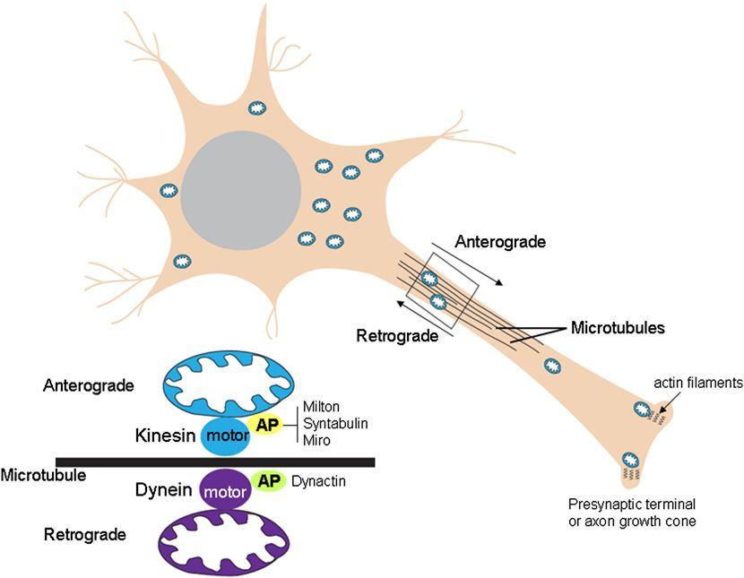 A dinamikus mitokondrium A mitokondriumok mobilis organellumok, folyamatos szabályozott