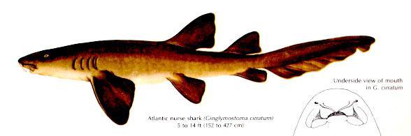 Squaliformes (115 faj) Orectolobidae - dajkacápafélék (carpet shark) Ginglymostoma cirratum - atlanti-óceáni dajkacápa 5 kopoltyú nyílás, 2 bajússzál,