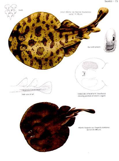 Rajiformes Torpedinidae zsibbasztórája-félék 30 cm kb.