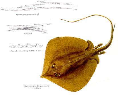 Rajiformes Dasyatidae tüskésrája-félék Atl.